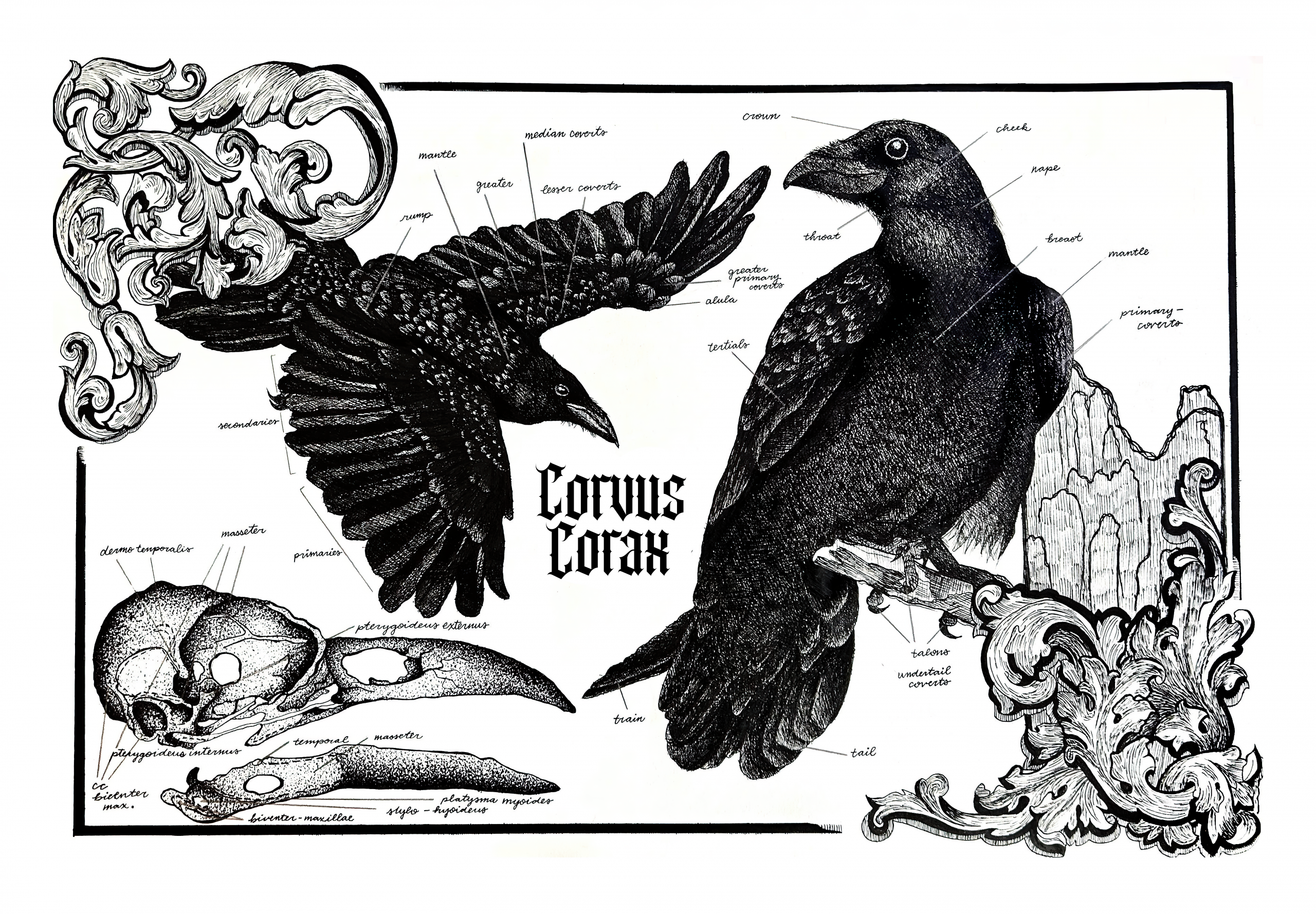 Corvus Corax