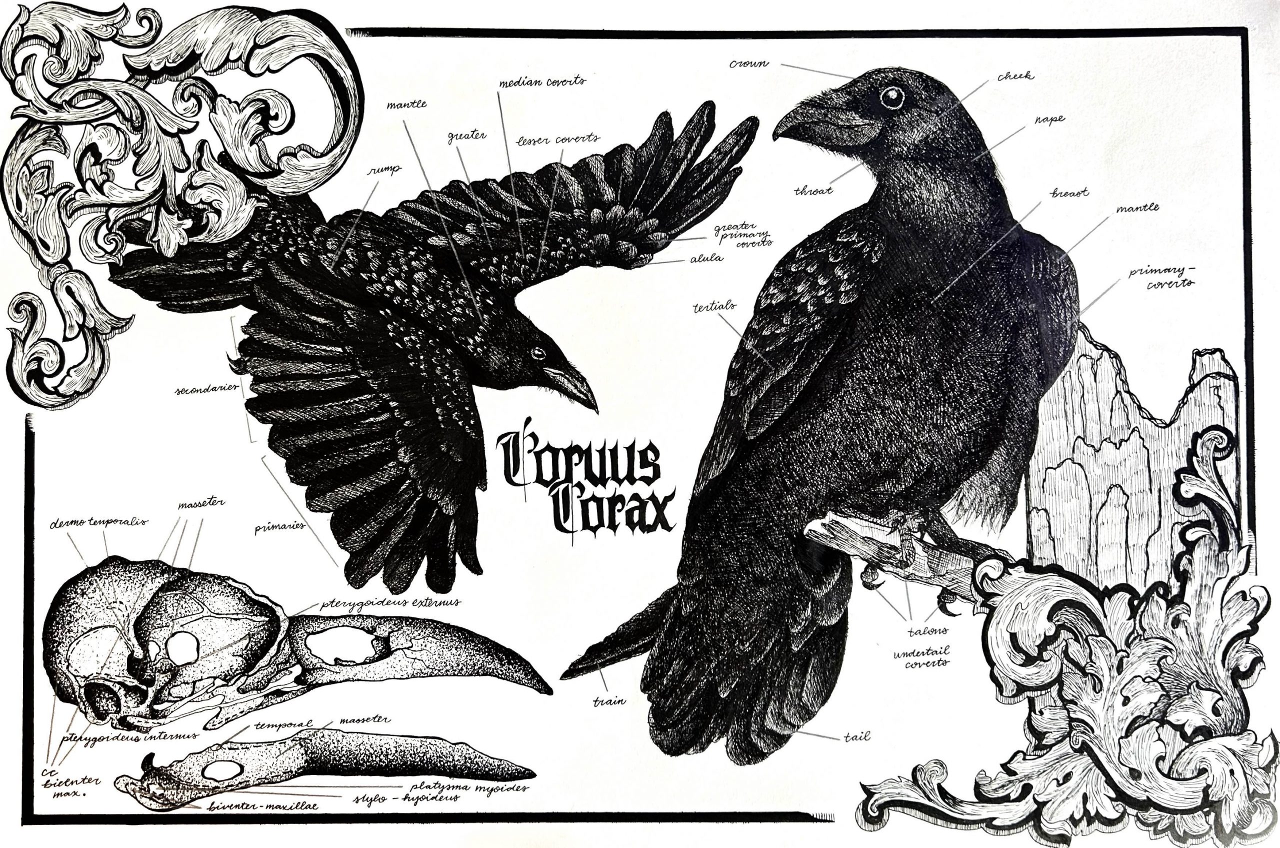 Illustrated Raven
